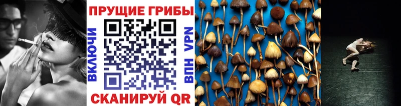 купить закладку  OMG ТОР  Галлюциногенные грибы Psilocybine cubensis  Талдом 